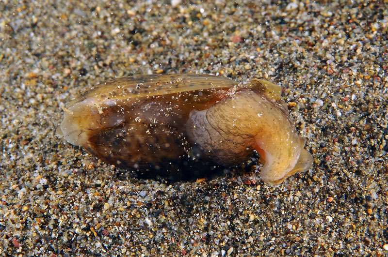 Bulla striata